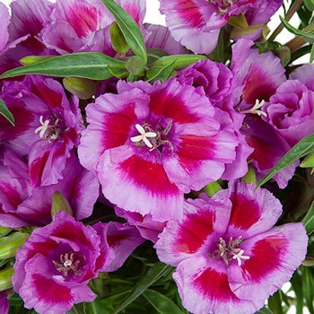 Bicolor Lavender with Hot Pink Godetias