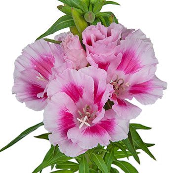 Bicolor Pink Godetia Flowers