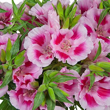 Bicolor Pink Godetia Flowers