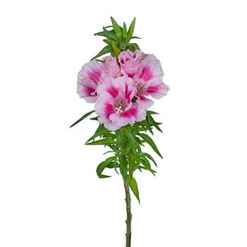 Bicolor Pink Godetia Flowers
