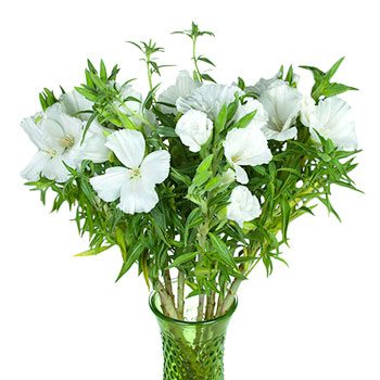 White Godetia Flowers