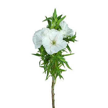 White Godetia Flowers