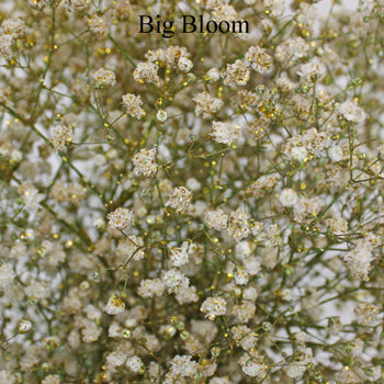 Baby's Breath Flower Gold Glitter