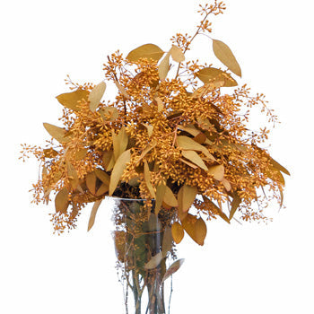 Gold Orange Seeded Eucalyptus for Weddings