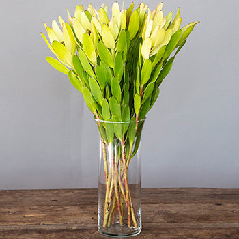Brassy Green Leucadendron