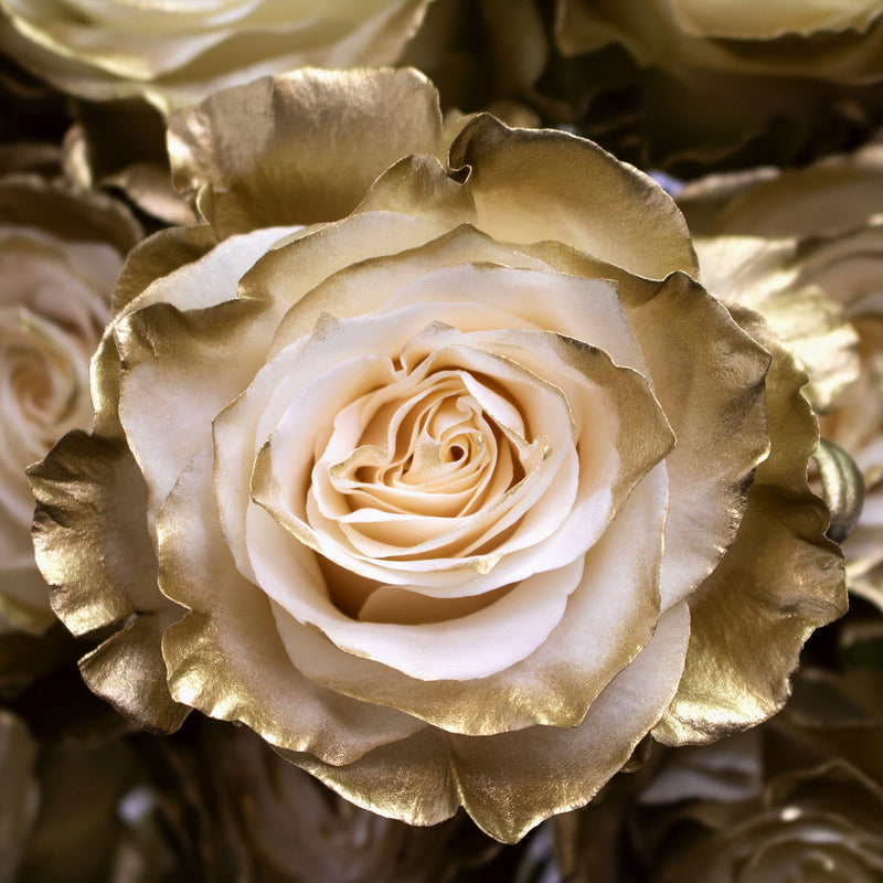 Gold Tined Rose Flower Up Close