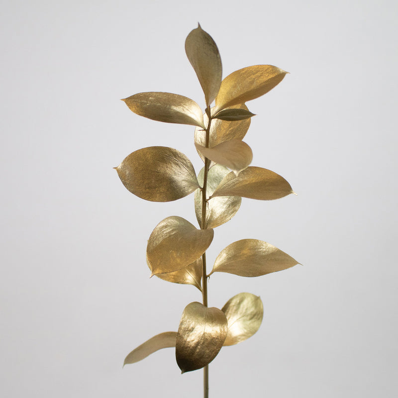 Gold Tinted Ruscus Greenery Stem