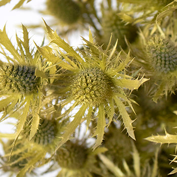 Gold Tinted Thistle Wholesale Flower Upclose