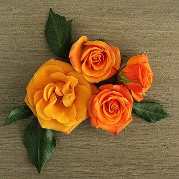 Golden Melon Spray Rose Flaylay
