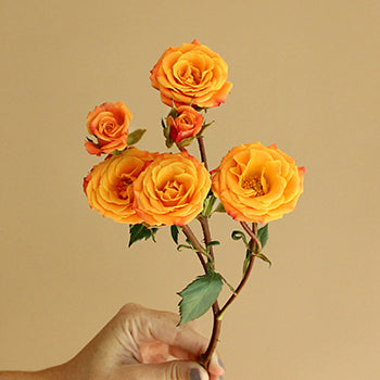 Golden Melon Spray Rose Stem