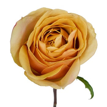 Golden Mustard Garden Rose Stem