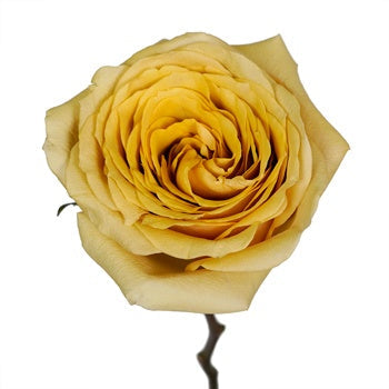 Golden Mustard Garden Rose Stem View