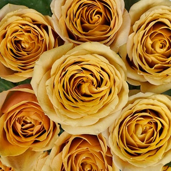 Golden Mustard Garden Roses up close