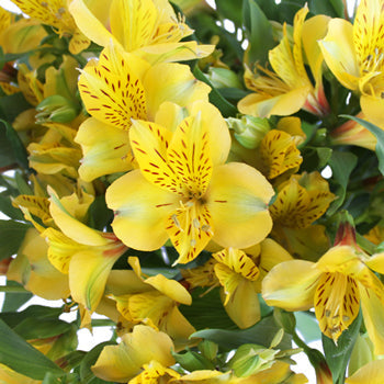 Golden Yellow alstroemeria Wholesale Flower Upclose
