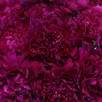 Golem Fuchsia Purple Wholesale Carnations Up close