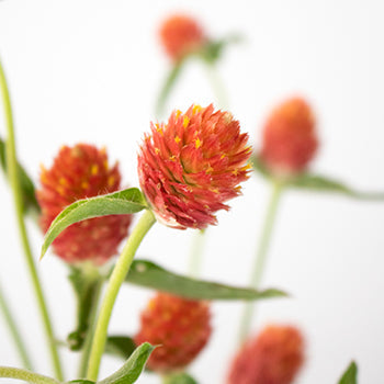 Orange Globosa Gomphrena Bulk Flower