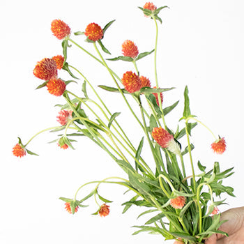 Orange Globosa Gomphrena Bulk Flower