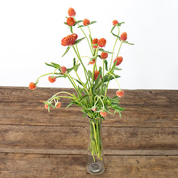 Orange Globosa Gomphrena Bulk Flower