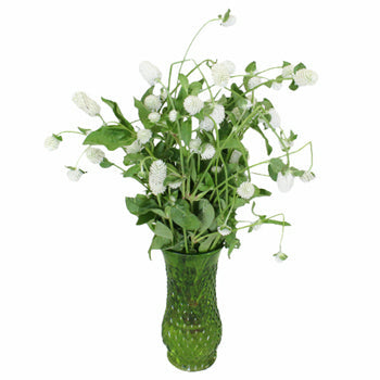 White Wedding Gomphrena Flower