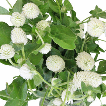 White Wedding Gomphrena Flower