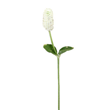 White Wedding Gomphrena Flower