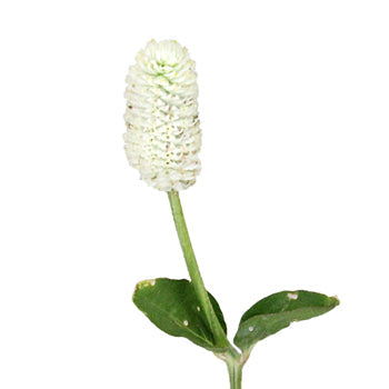 White Wedding Gomphrena Flower