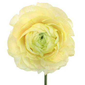 Champagne Italian Cloony Ranunculus