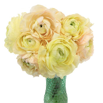 Champagne Italian Cloony Ranunculus