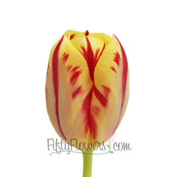 Grand Perfection Yellow and Red Tulip Wholesale Flower Up close