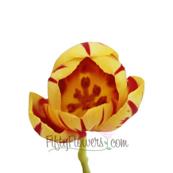 Grand Perfection Yellow and Red Tulips Wholesale Flower Side Stem