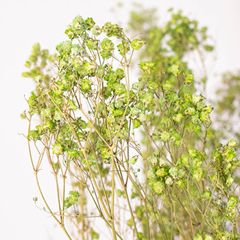 Dried Baby's Breath Light Green