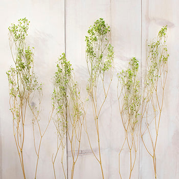 Dried Baby's Breath Light Green
