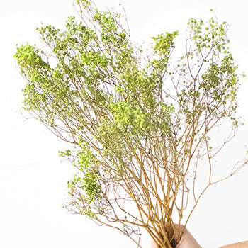 Dried Baby's Breath Light Green