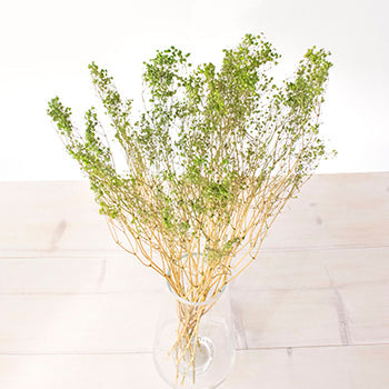 Dried Baby's Breath Light Green