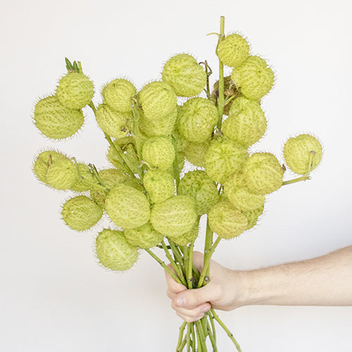 Green Asclepia Pods Flower Bunch in Hand