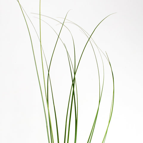 Green Bear Grass Greenery Stem