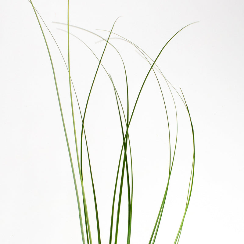 Green Bear Grass Greenery Stem