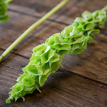 Fresh cut greens bells of Ireland molucella filler flowers sold near me