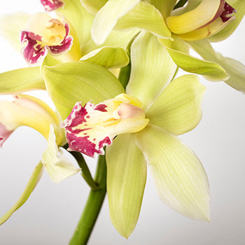 Green cymbidium orchid DIY wedding flowers