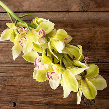 Green cymbidium orchid bulk wedding flowers