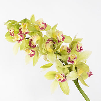 Green cymbidium orchid wholesale wedding flowers