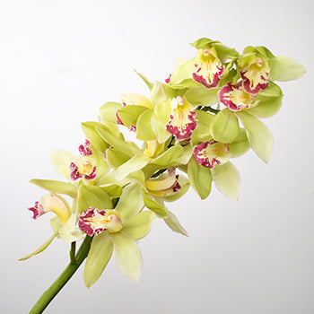Green cymbidium orchid flowers for delivery