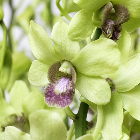 Orchids Green Wholesale Flower Up Close
