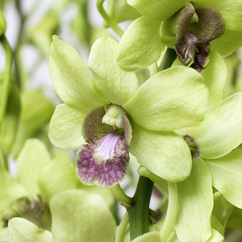 Orchids Green Wholesale Flower Up Close