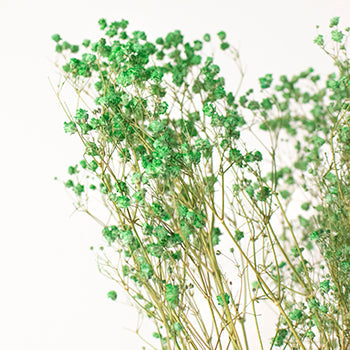 Dried Gypsophila Forrest Green Flowers