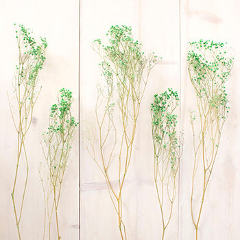 Dried Gypsophila Forrest Green Flowers