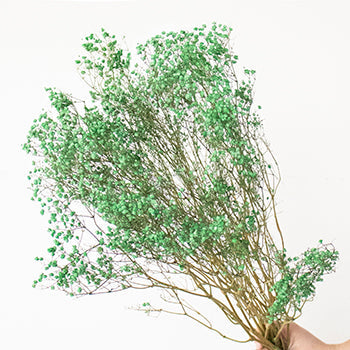 Dried Gypsophila Forrest Green Flowers