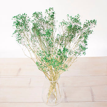 Dried Gypsophila Forrest Green Flowers