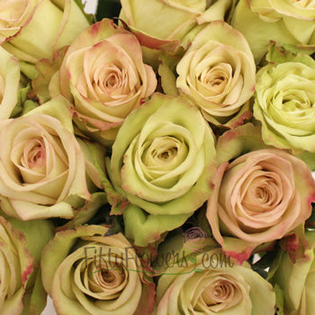 Green Fashion Roses Up Close