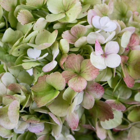 Green Giant Hydrangea Flower Up Close